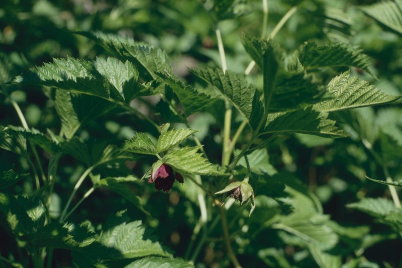 Rubus vernus photo 6