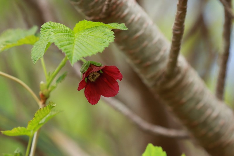 Rubus vernus photo 7