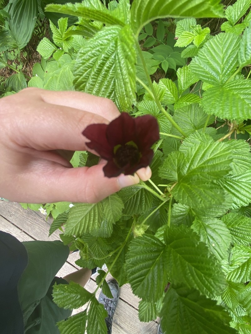 Rubus vernus photo 8