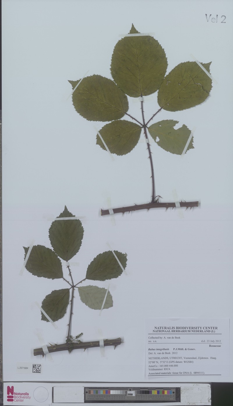 Rubus vespicum