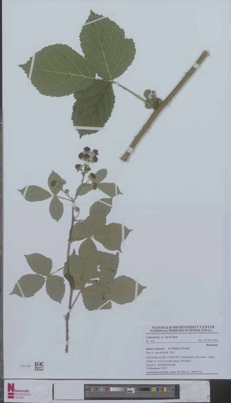 Rubus vespicum photo 2