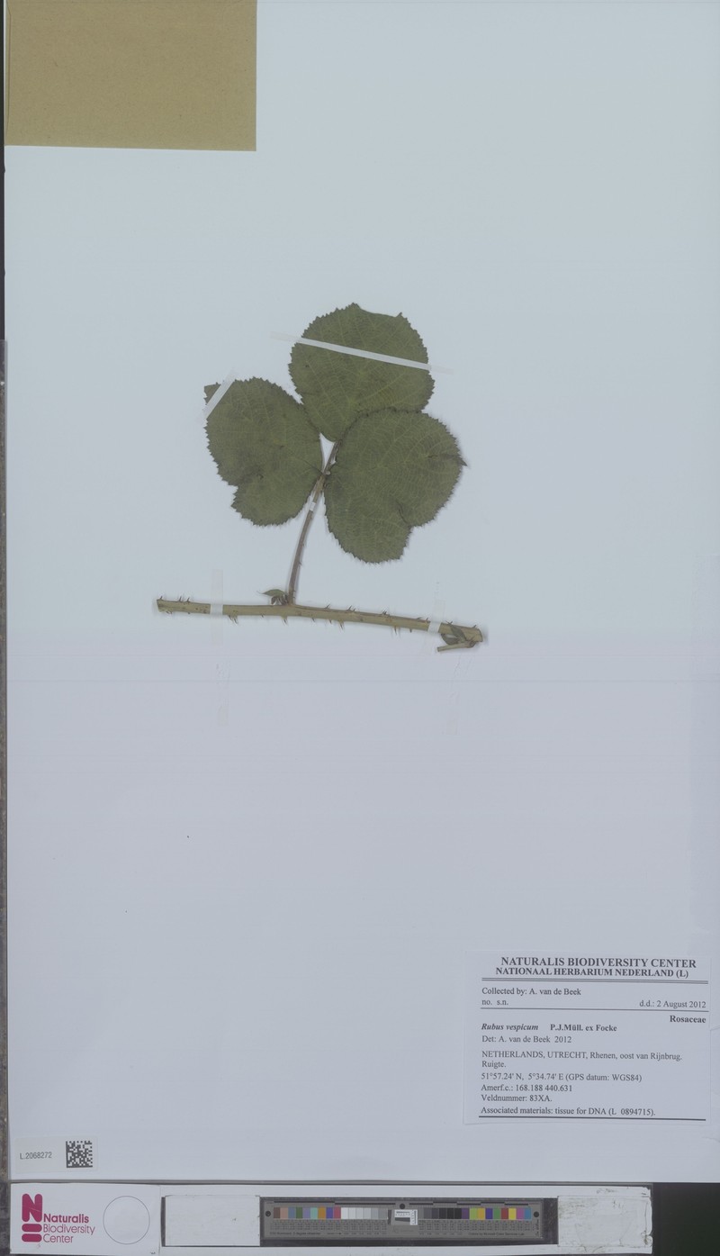 Rubus vespicum photo 3