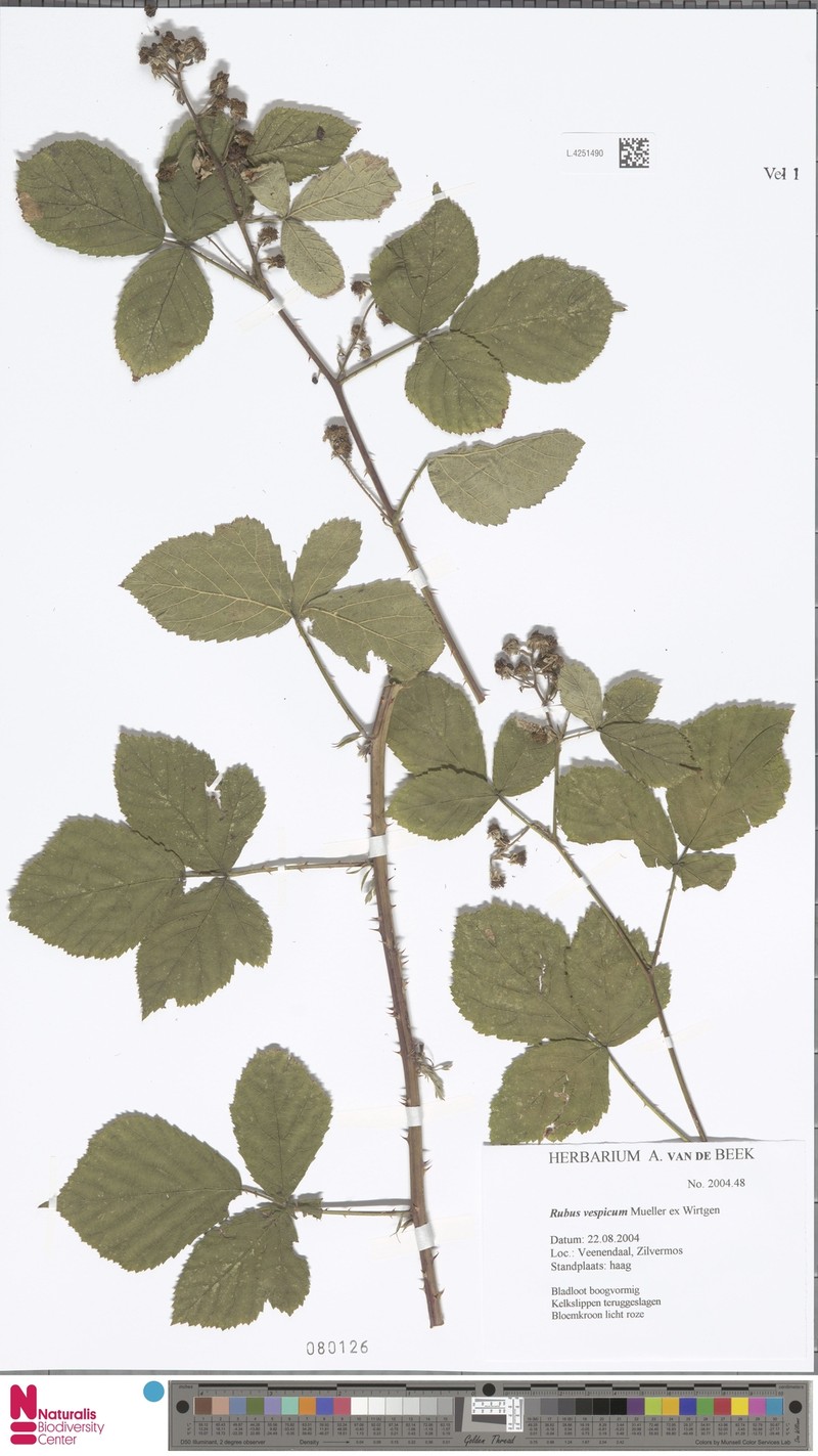 Rubus vespicum photo 4