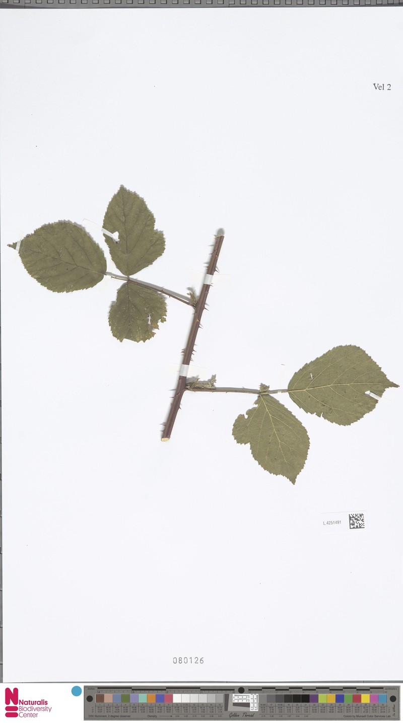 Rubus vespicum photo 5