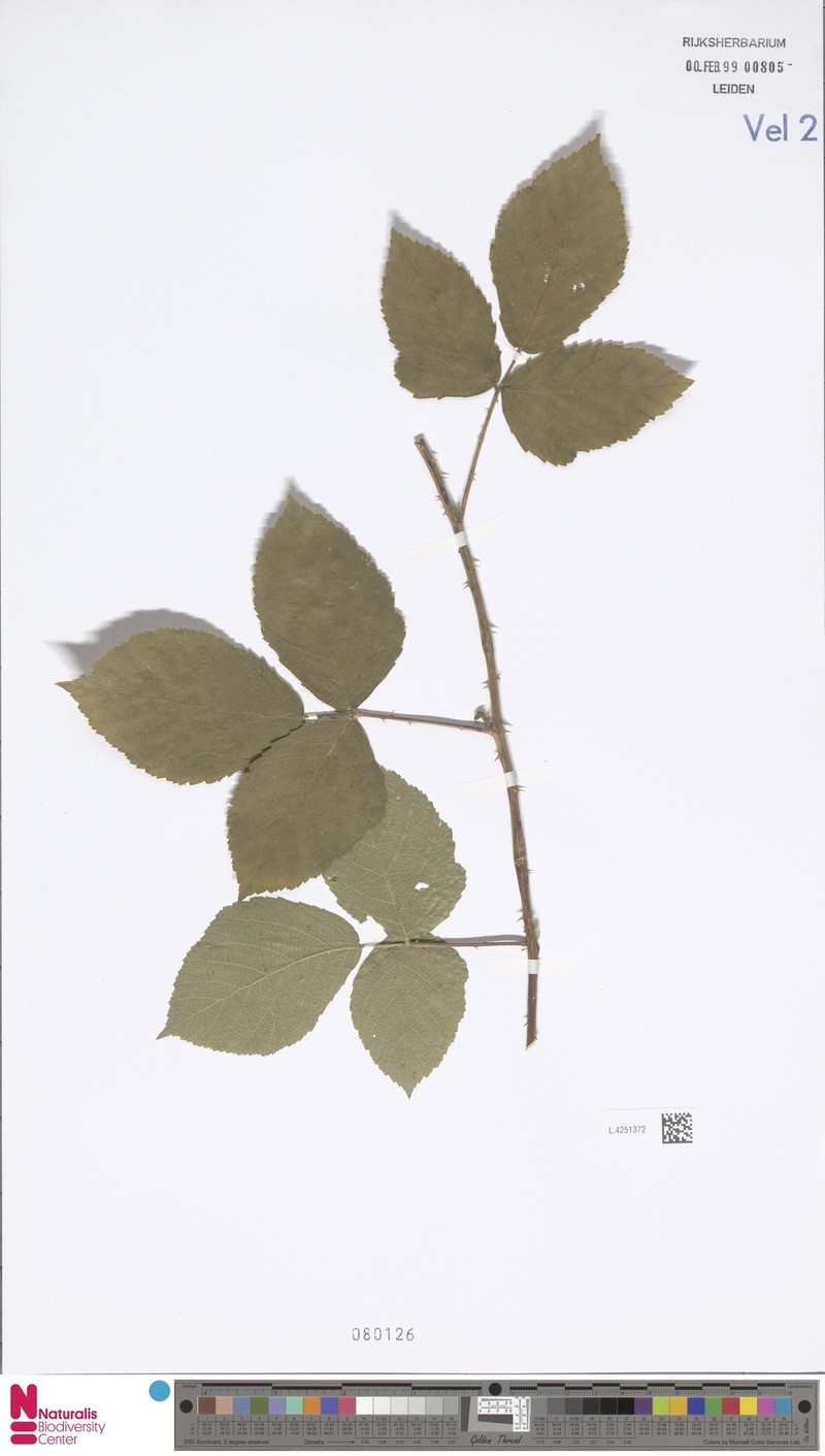 Rubus vespicum photo 6