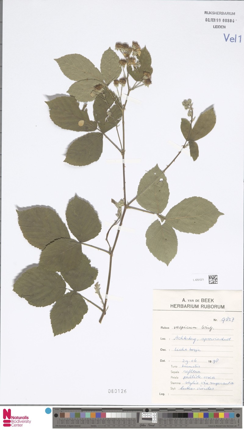 Rubus vespicum photo 7