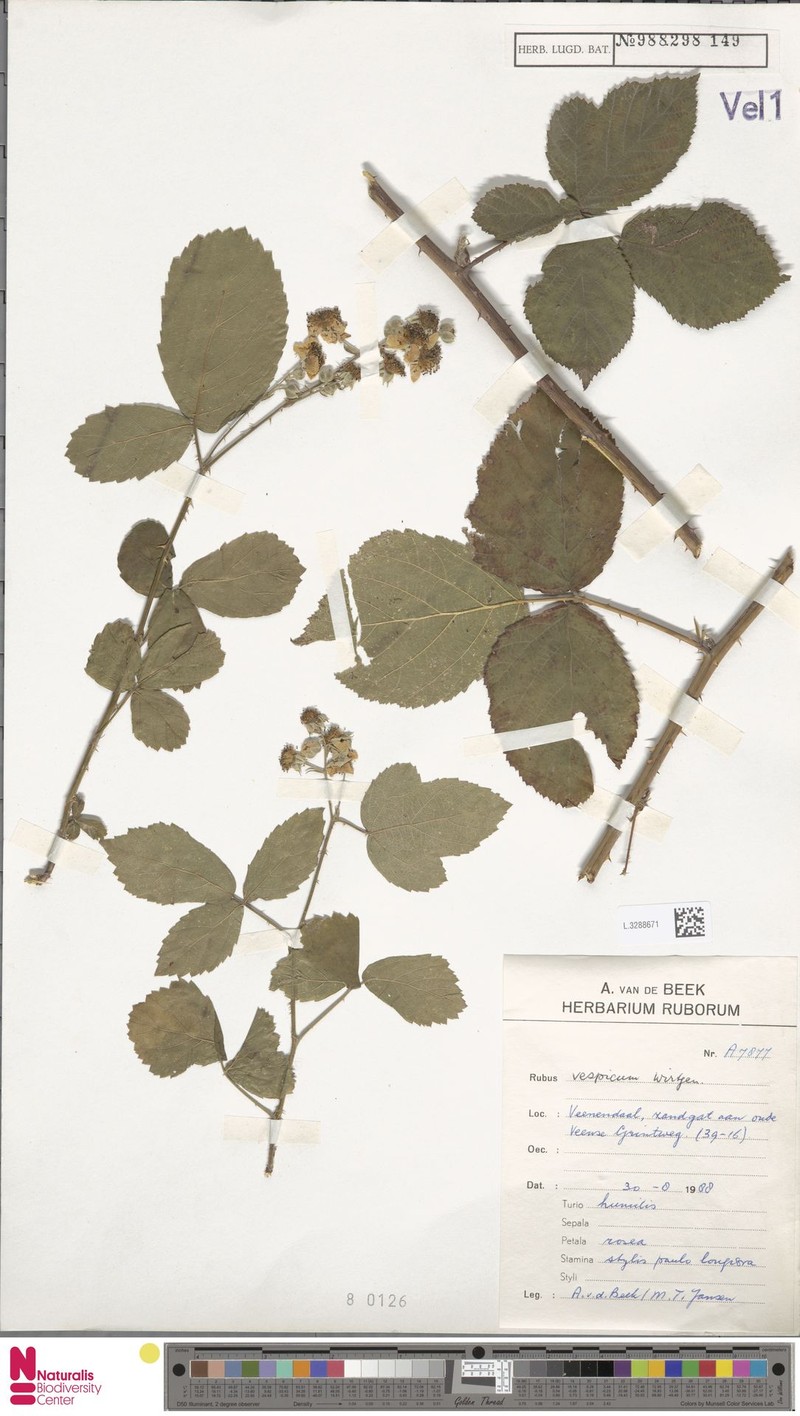 Rubus vespicum photo 8