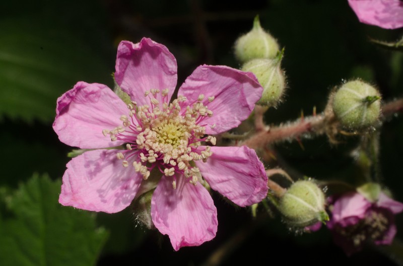 European Blackberry photo 2