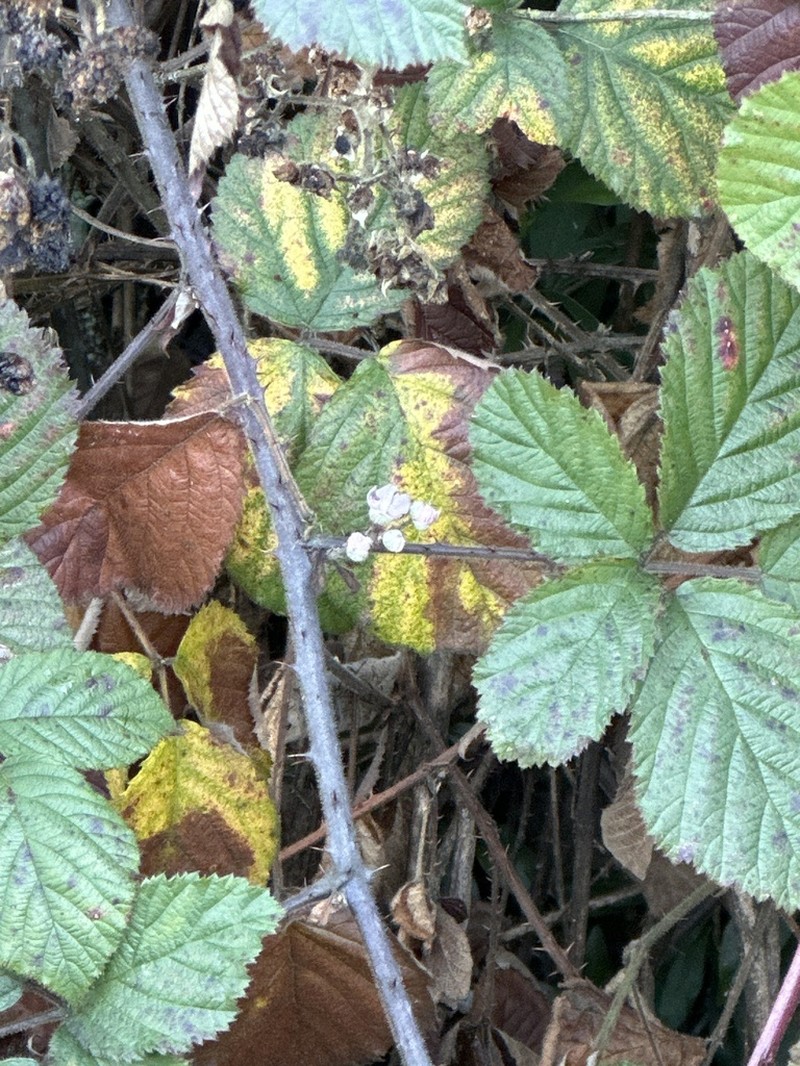 European Blackberry photo 3