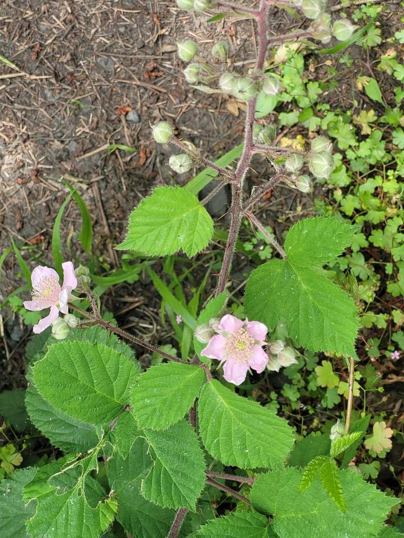European Blackberry photo 4