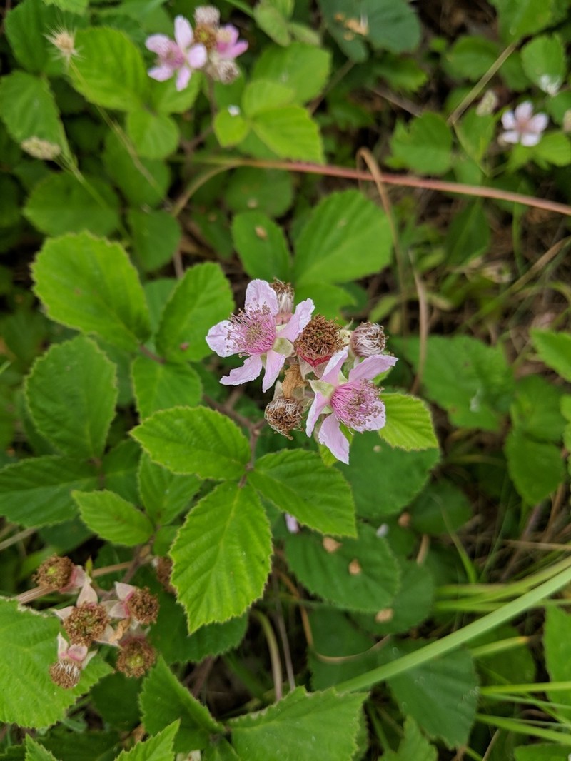 European Blackberry photo 5