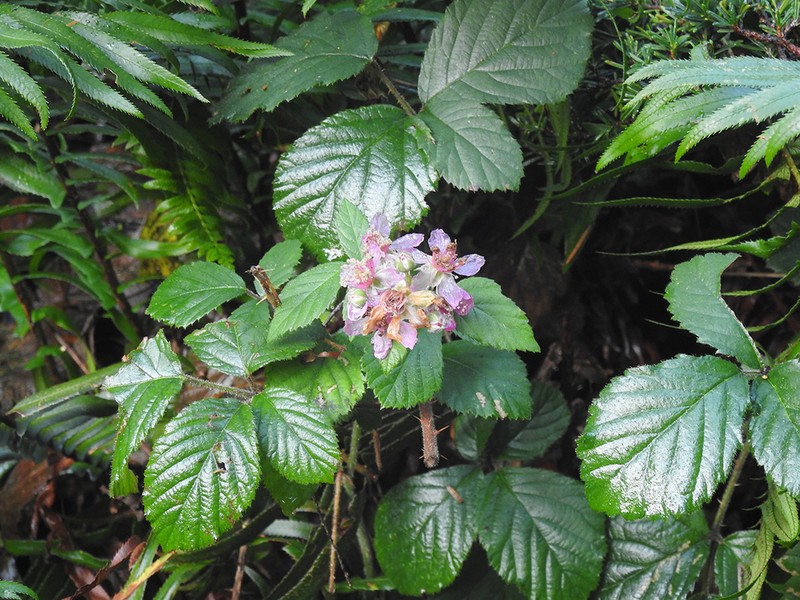 European Blackberry photo 6