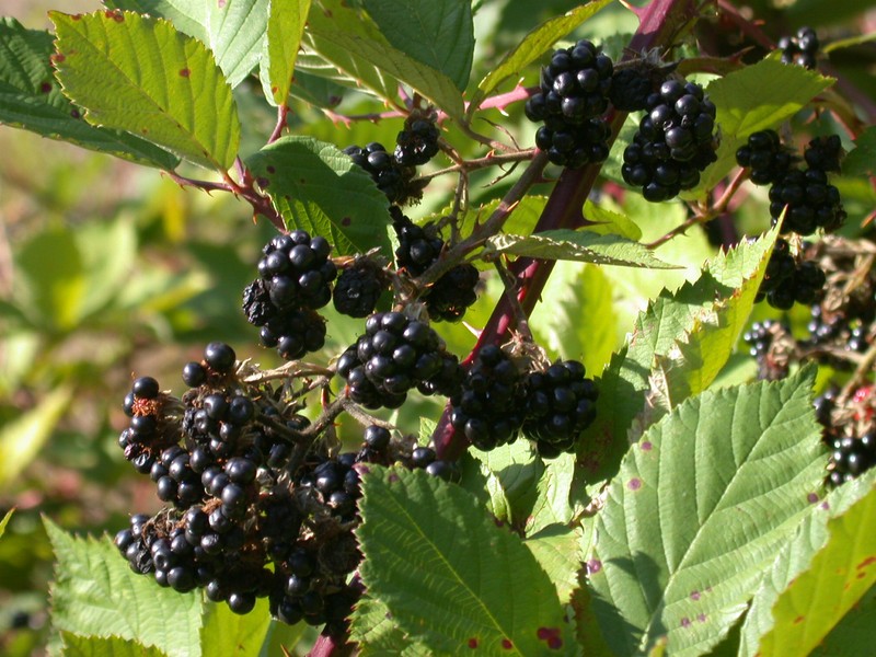 European Blackberry photo 4
