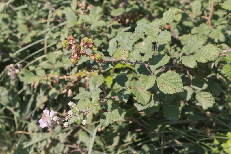 European Blackberry photo 2