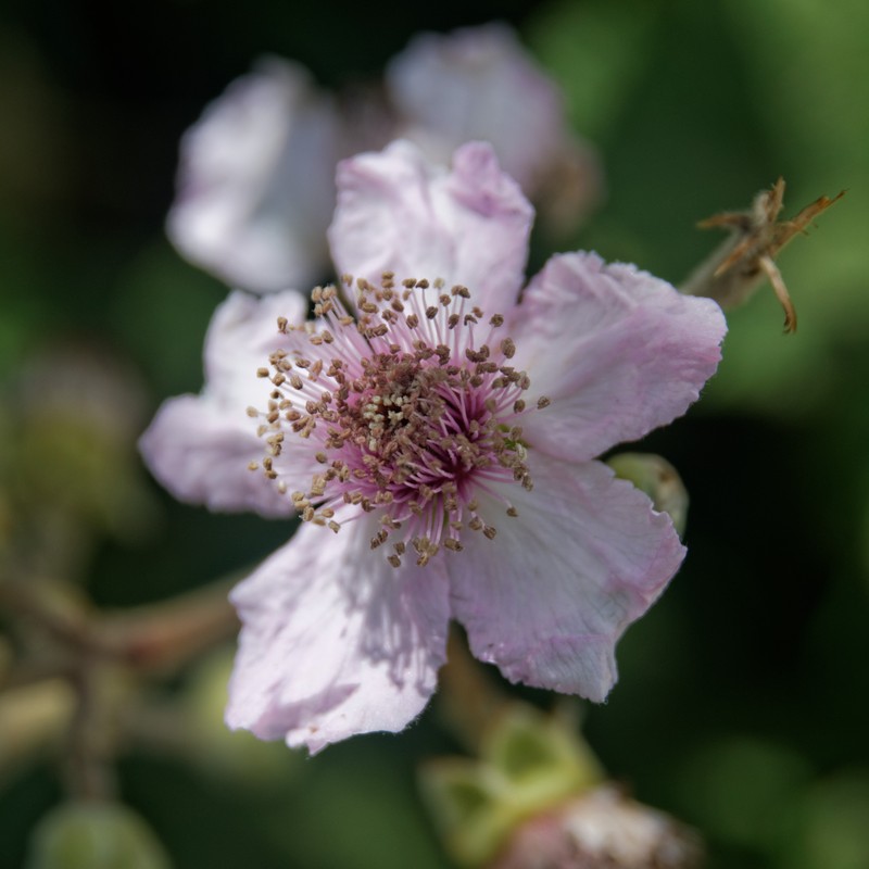 European Blackberry photo 3