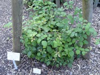 European Blackberry