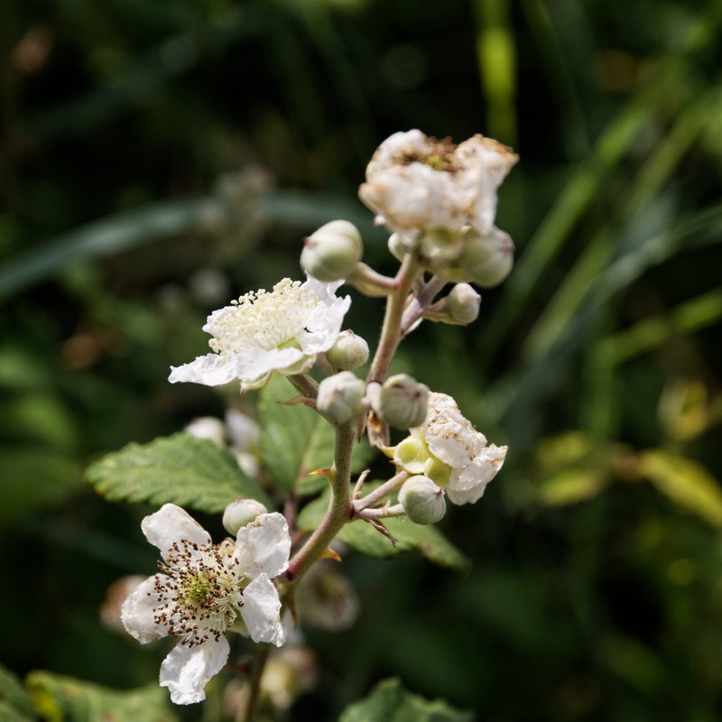 European Blackberry photo 6