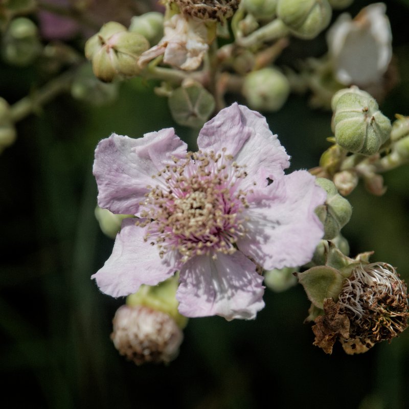 European Blackberry photo 7