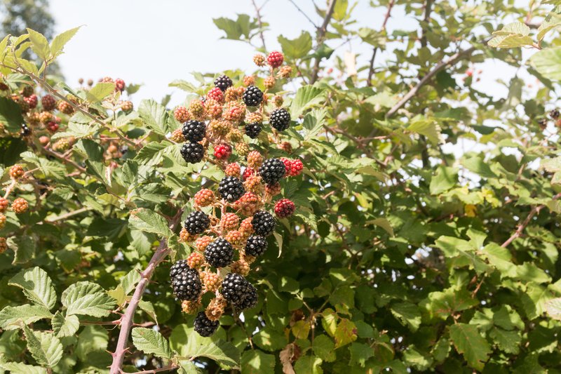 European Blackberry photo 8