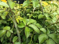 Rubus vigoi