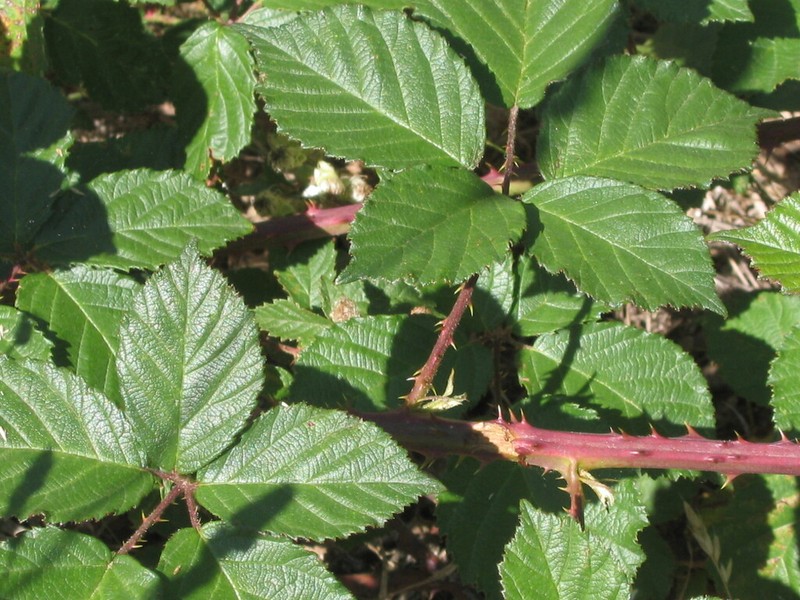 Rubus vigoi photo 2
