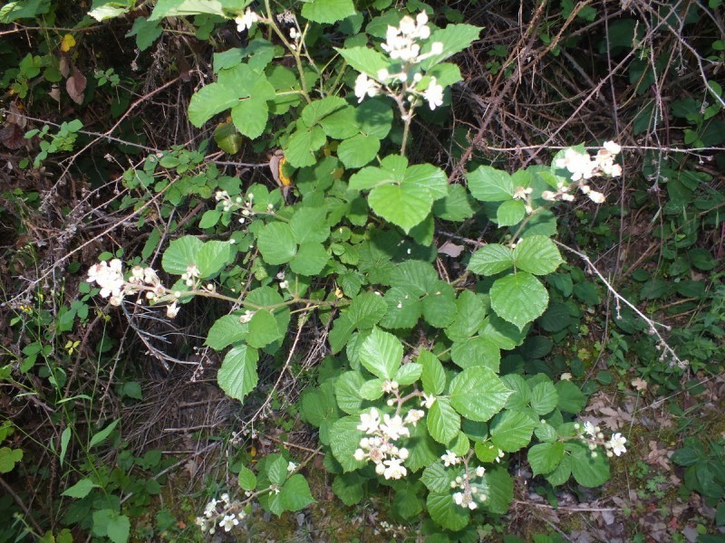 Rubus vigoi photo 3