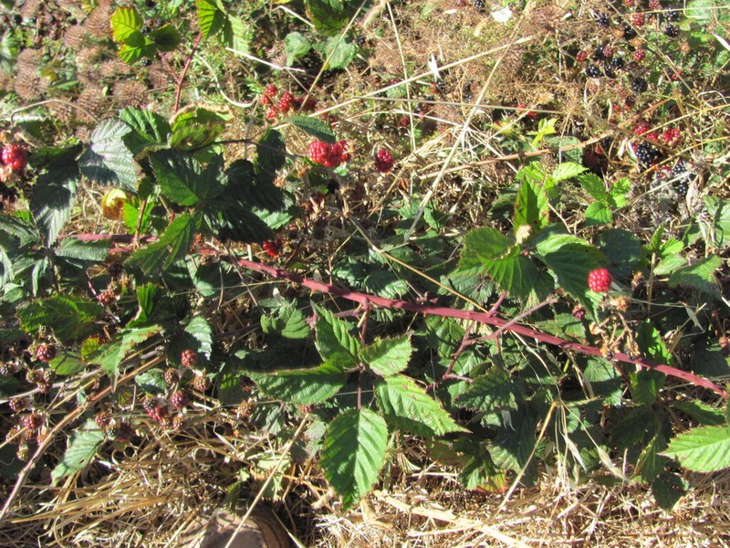 Rubus vigoi photo 4