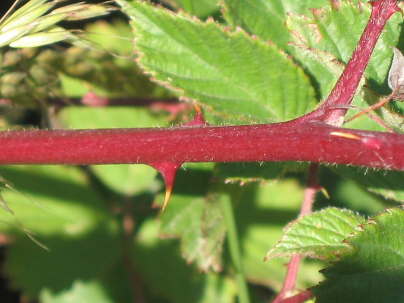Rubus vigoi photo 5