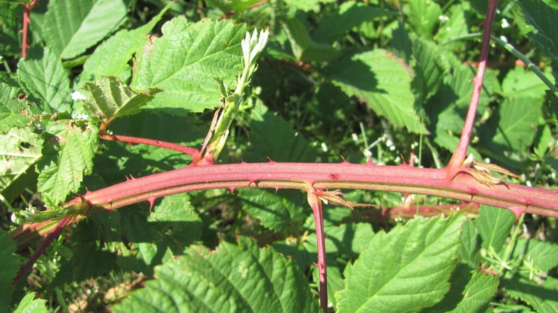 Rubus vigoi photo 7