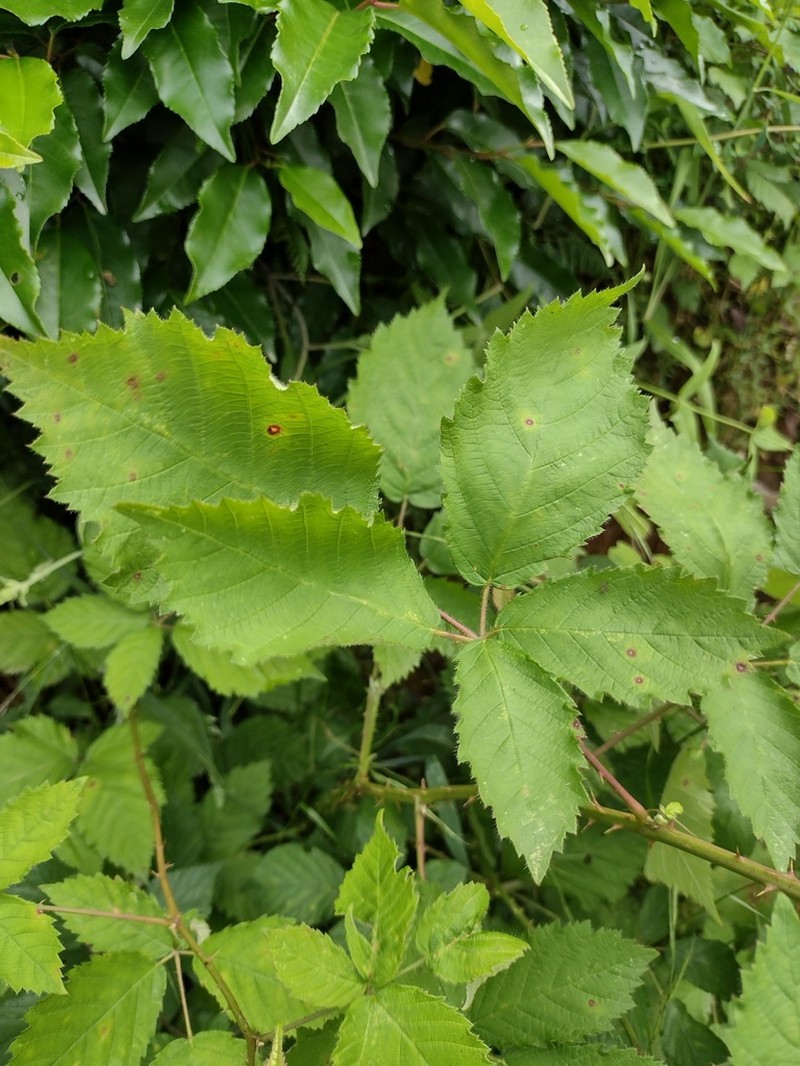 Rubus vigoi photo 8