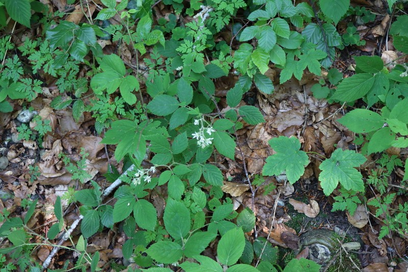 Rubus villarsianus