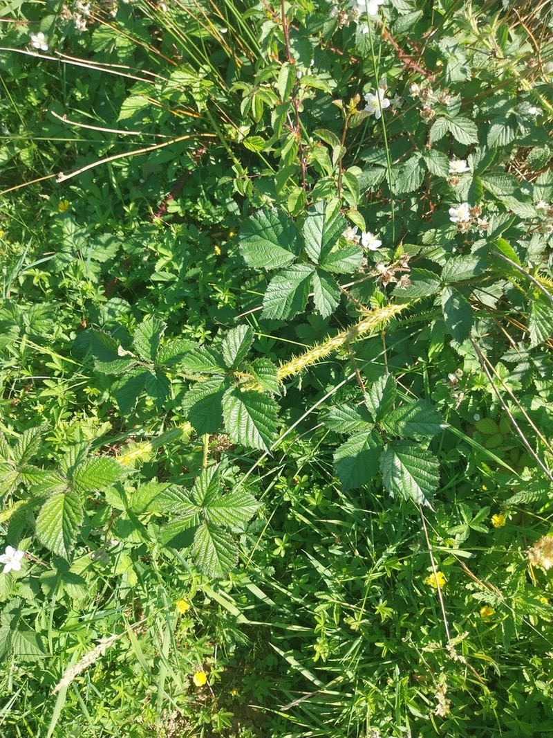 Rubus villarsianus photo 2