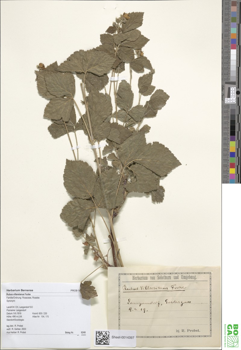 Rubus villarsianus photo 3