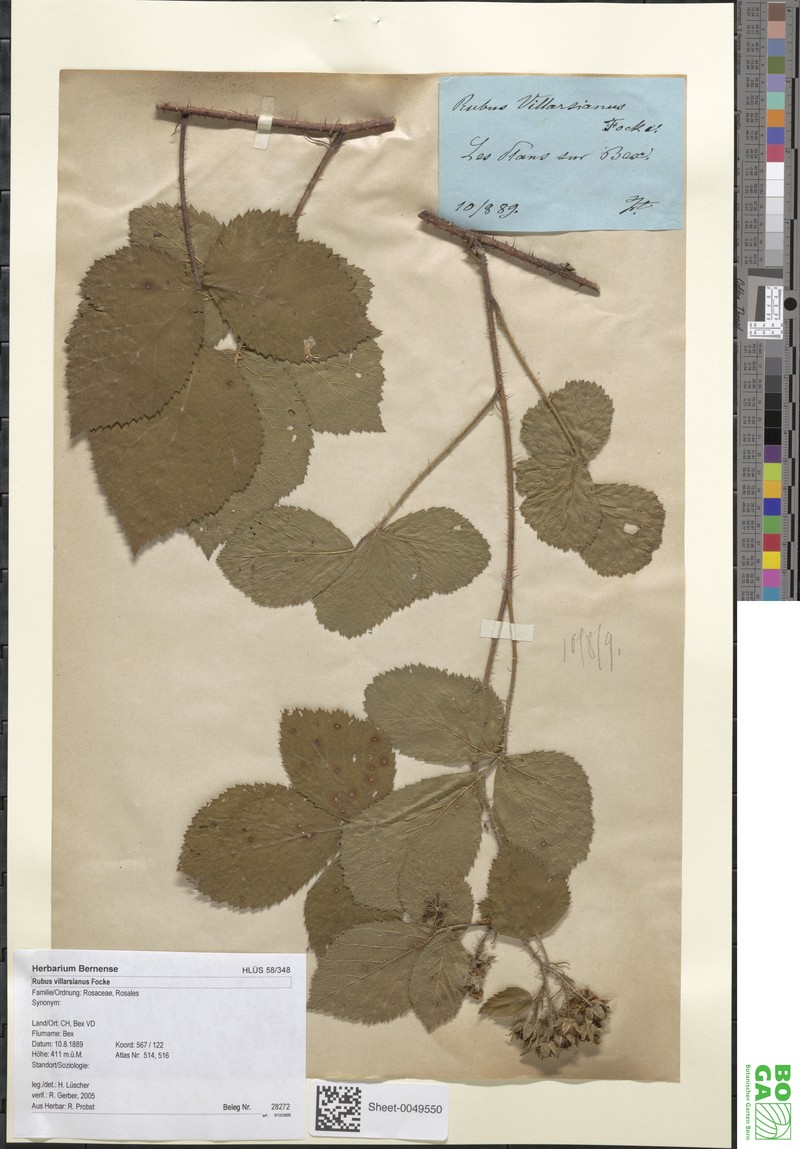 Rubus villarsianus photo 4