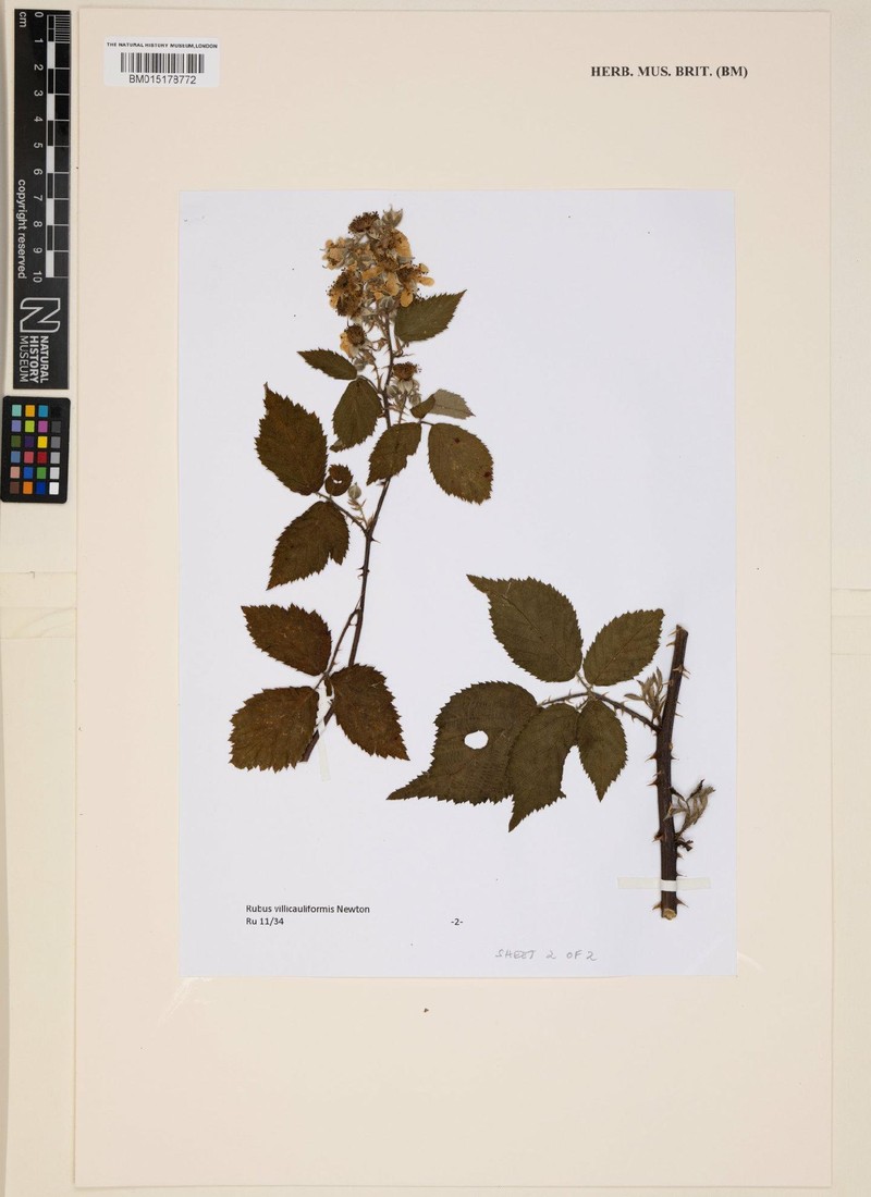 Rubus villicauliformis
