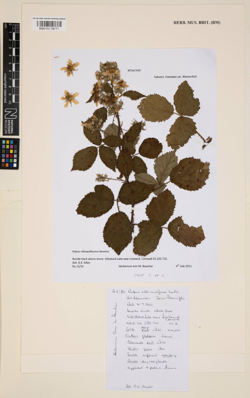 Rubus villicauliformis photo 2