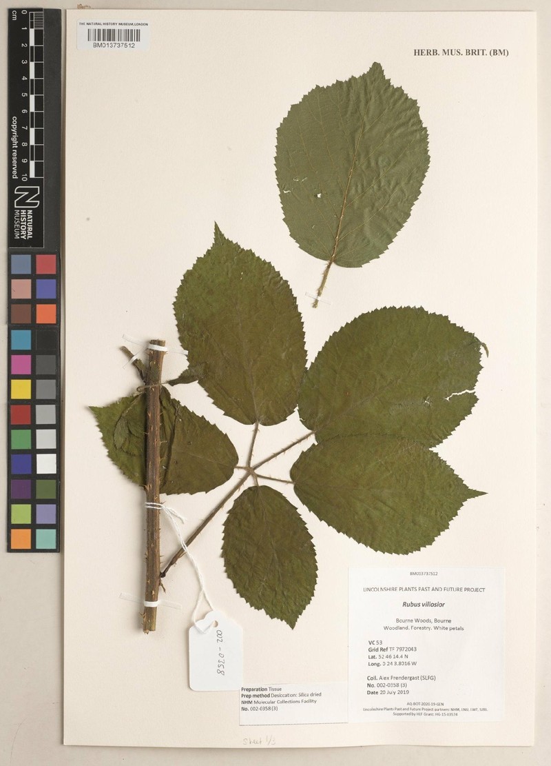 Rubus villosior