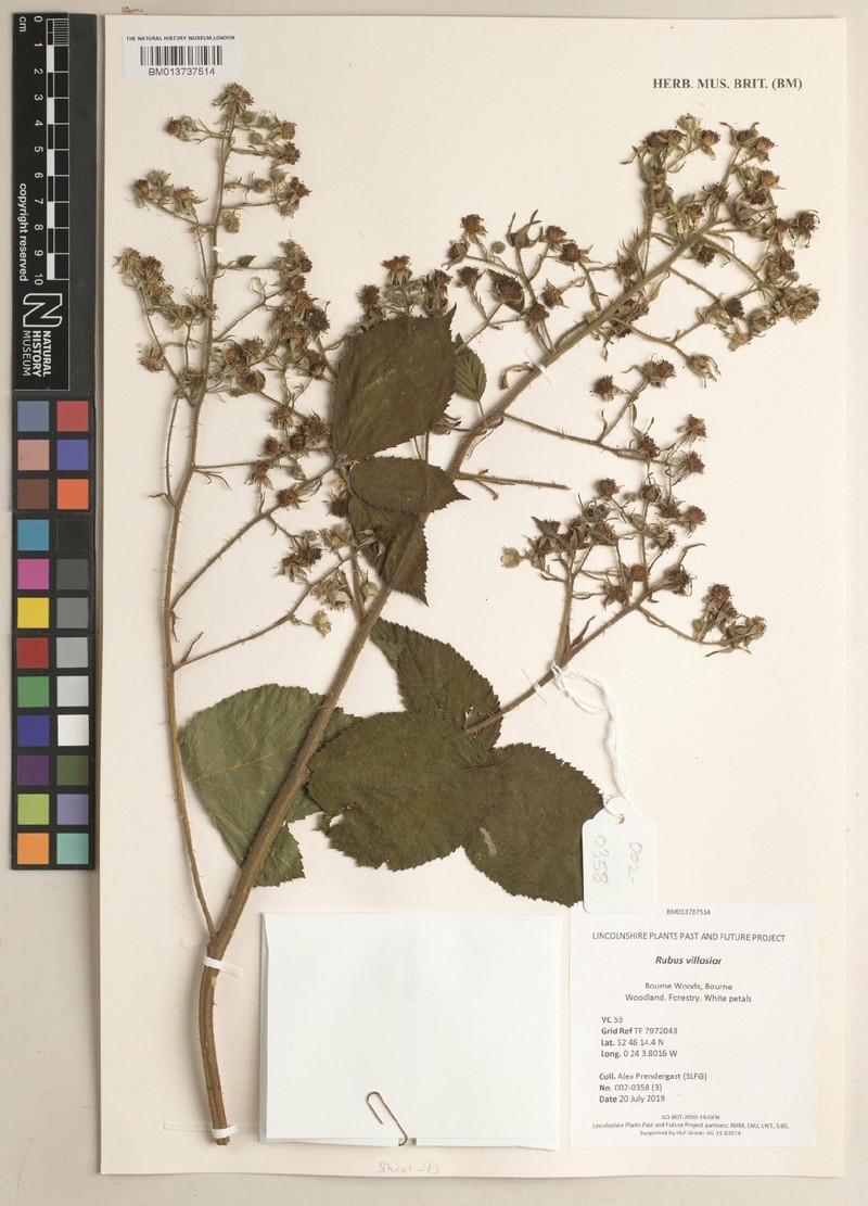 Rubus villosior photo 2