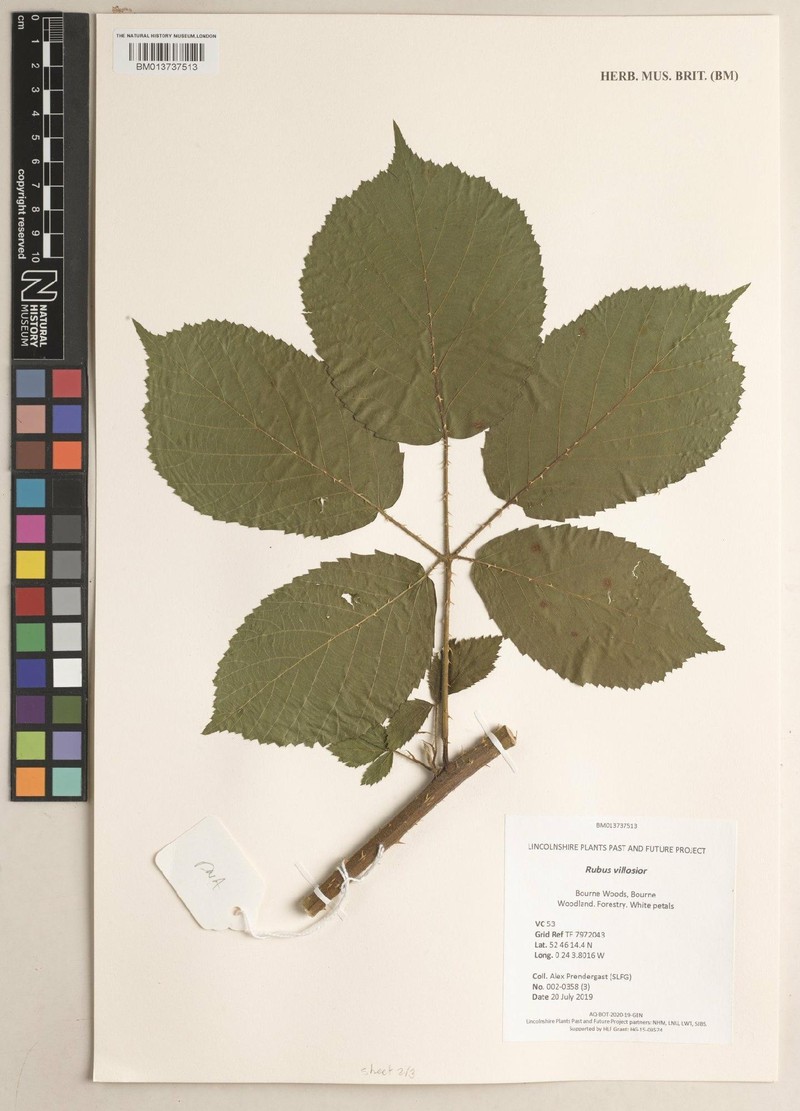 Rubus villosior photo 3
