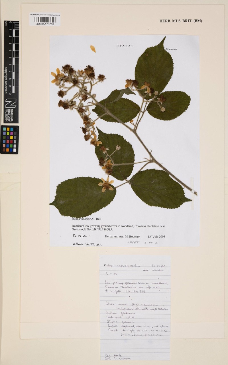 Rubus villosior photo 4