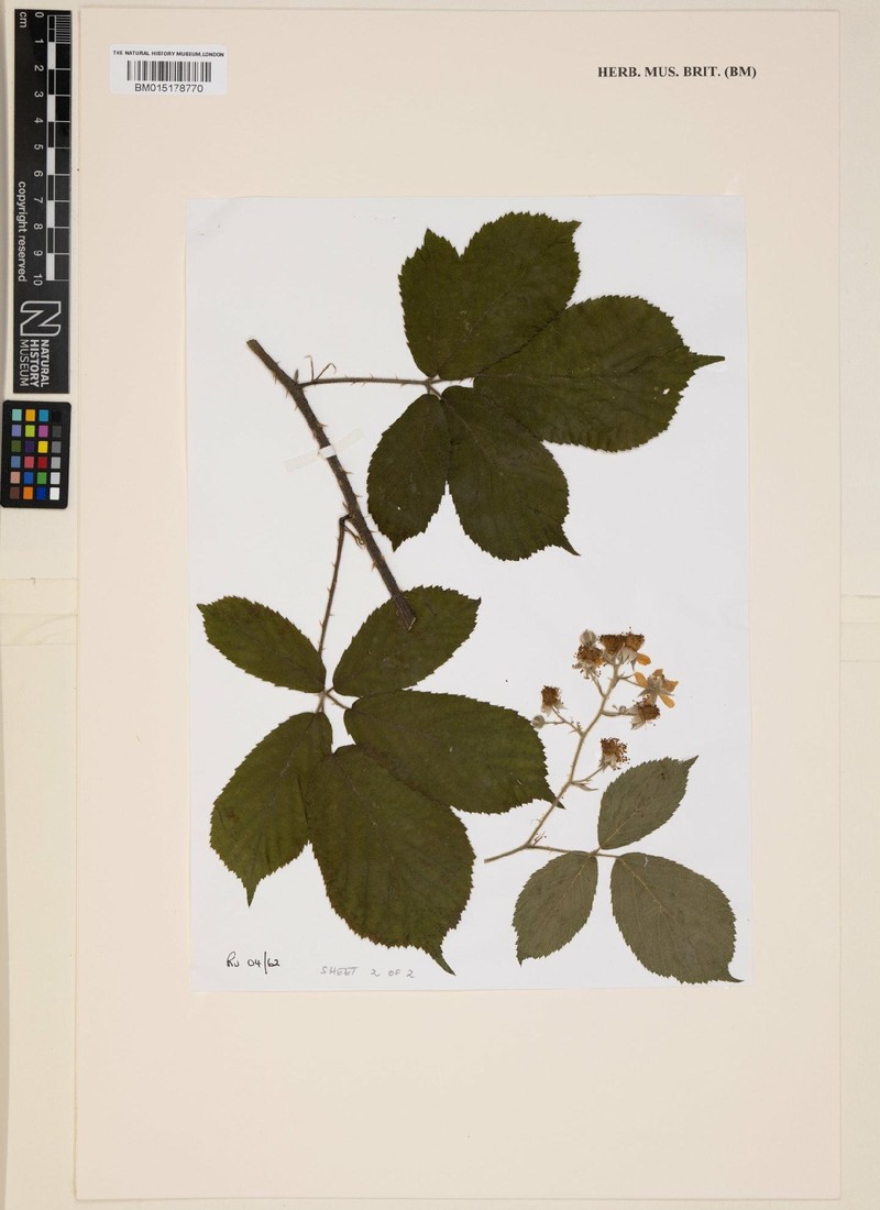 Rubus villosior photo 5