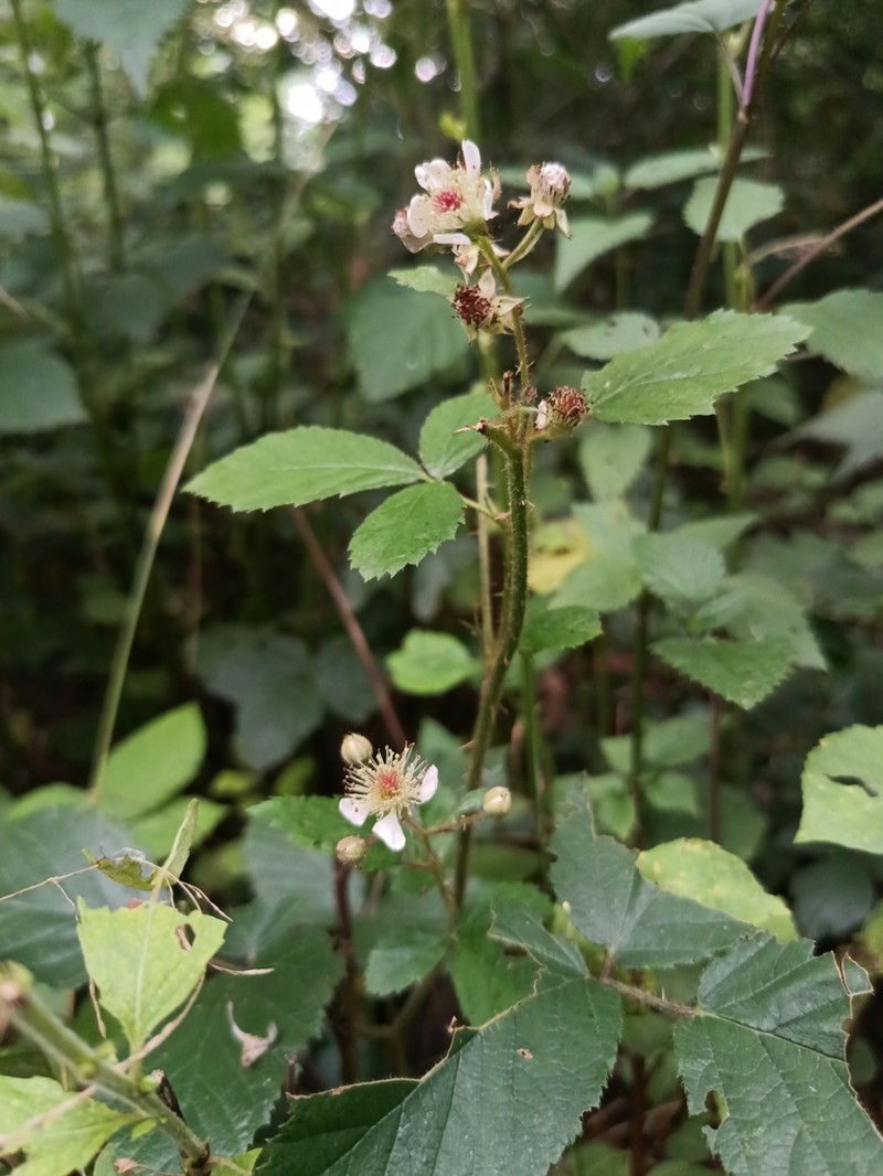 Rubus violaceifrons