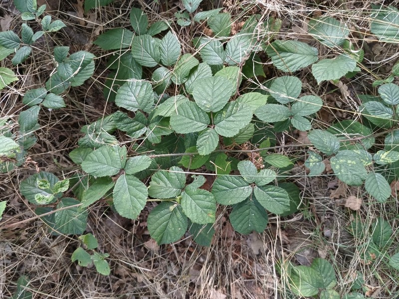Rubus violaceifrons photo 3