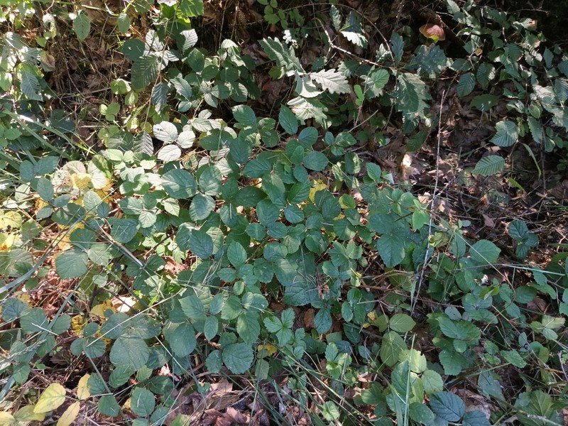 Rubus violaceifrons photo 4