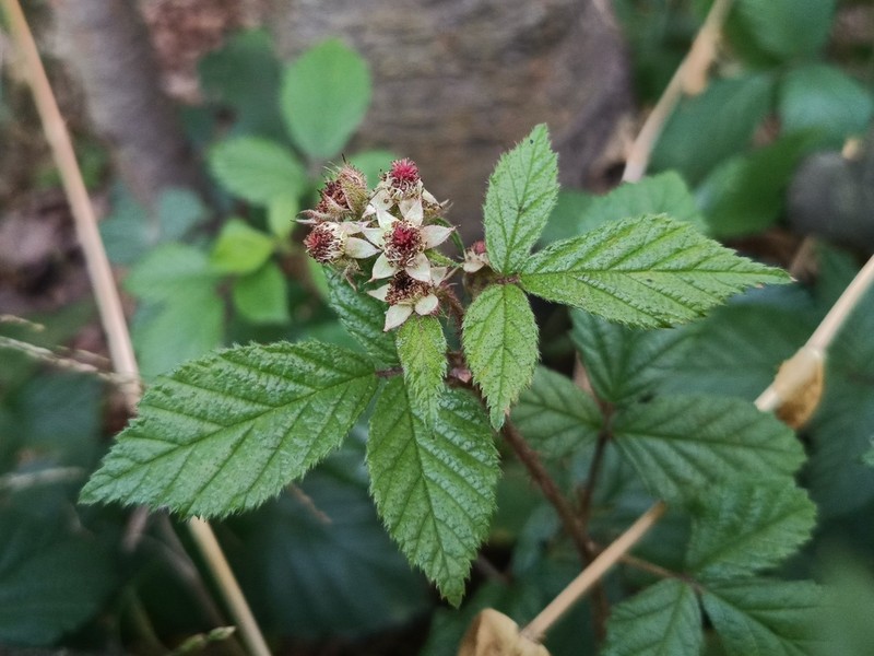 Rubus violaceifrons photo 5