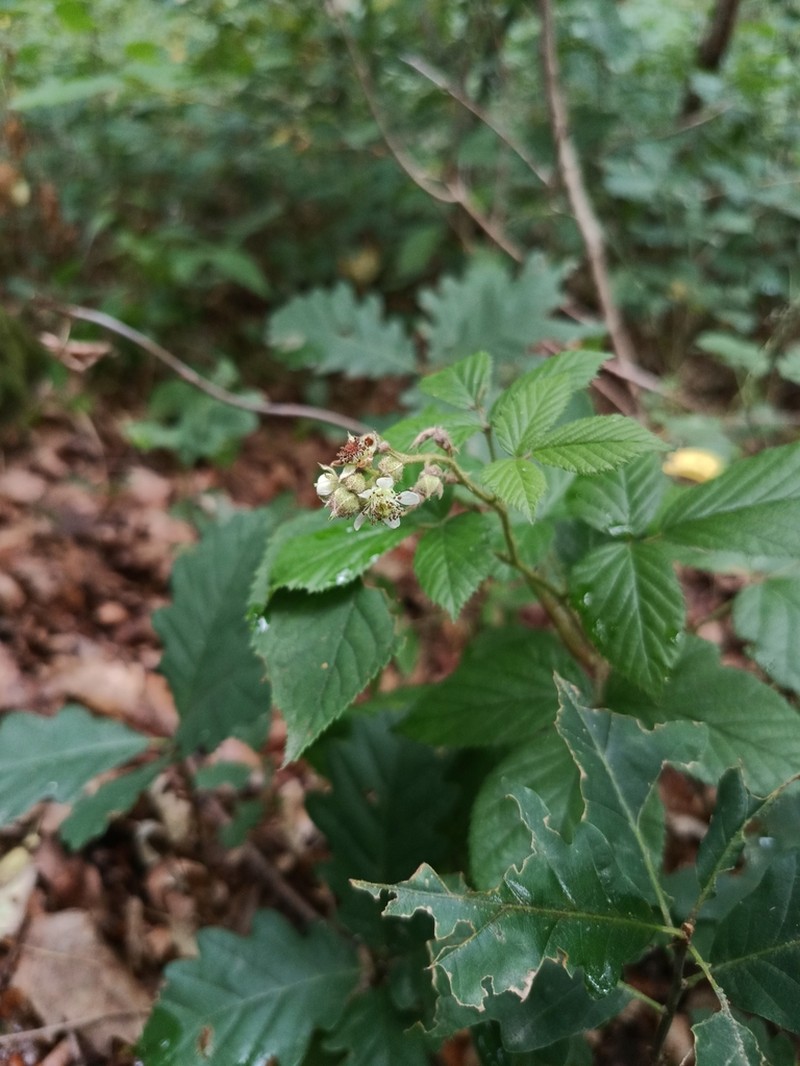 Rubus violaceifrons photo 6