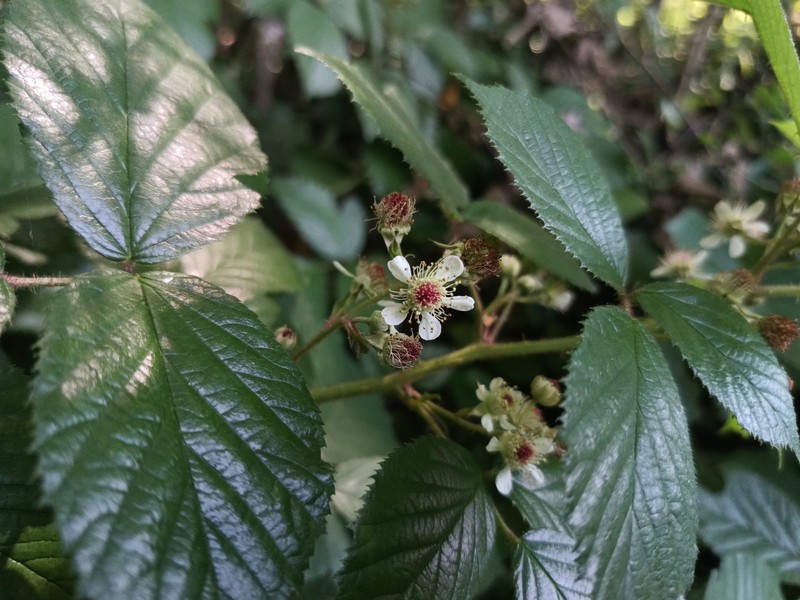 Rubus violaceifrons photo 7