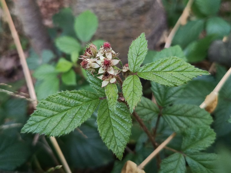 Rubus violaceifrons photo 8