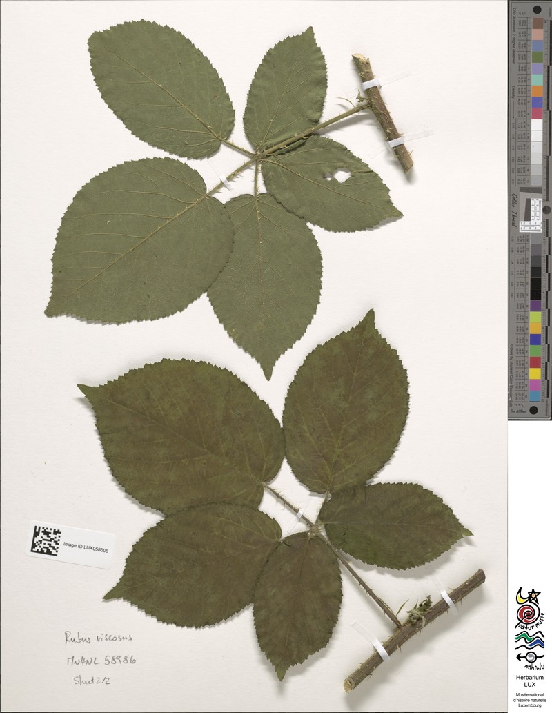 Rubus viscosus