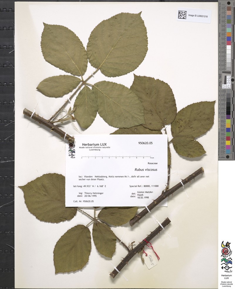 Rubus viscosus photo 2